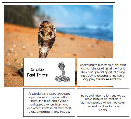 Snakes, facts and information