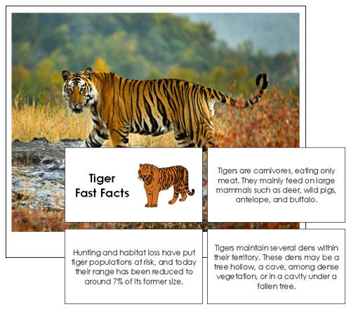 Surprising Facts about Bengal Tigers You Need To Know by jimcorbett safari  - Issuu