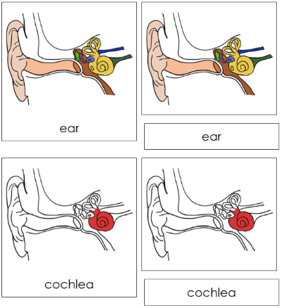 parts of the ear for kids