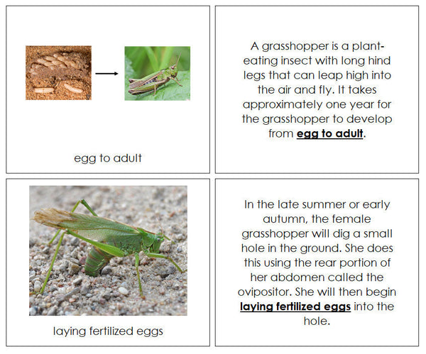locust life cycle