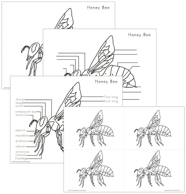Elementary Montessori Honey Bee Nomenclature - Montessori Print Shop