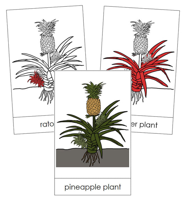 Medicinal Plants Master, PDF, Pineapple