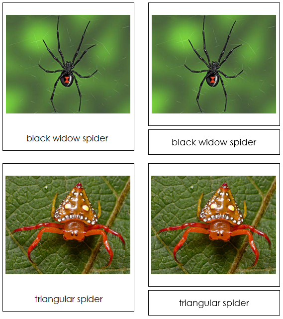 tropical rainforest spiders