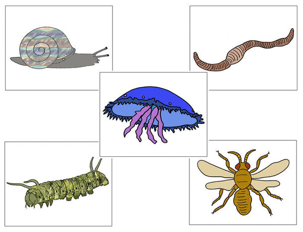 Zoology Nomenclature Bundle Set 2 - Montessori Print Shop