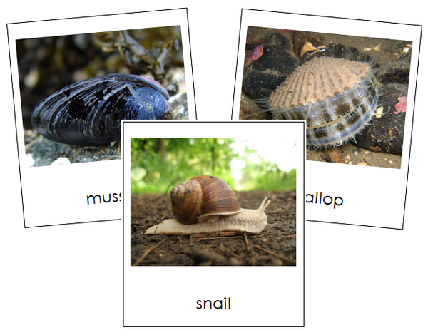 examples of mollusca