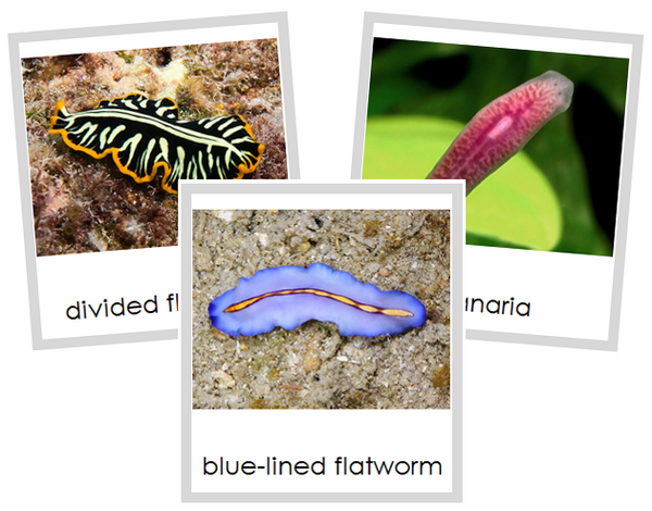 Phylum Platyhelminthes Examples