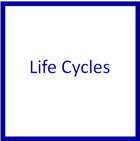 Life Cycles