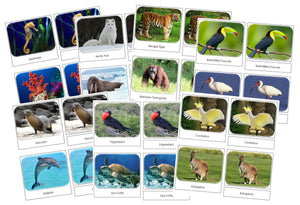Safari Toob Cards Bundle - Montessori Print Shop