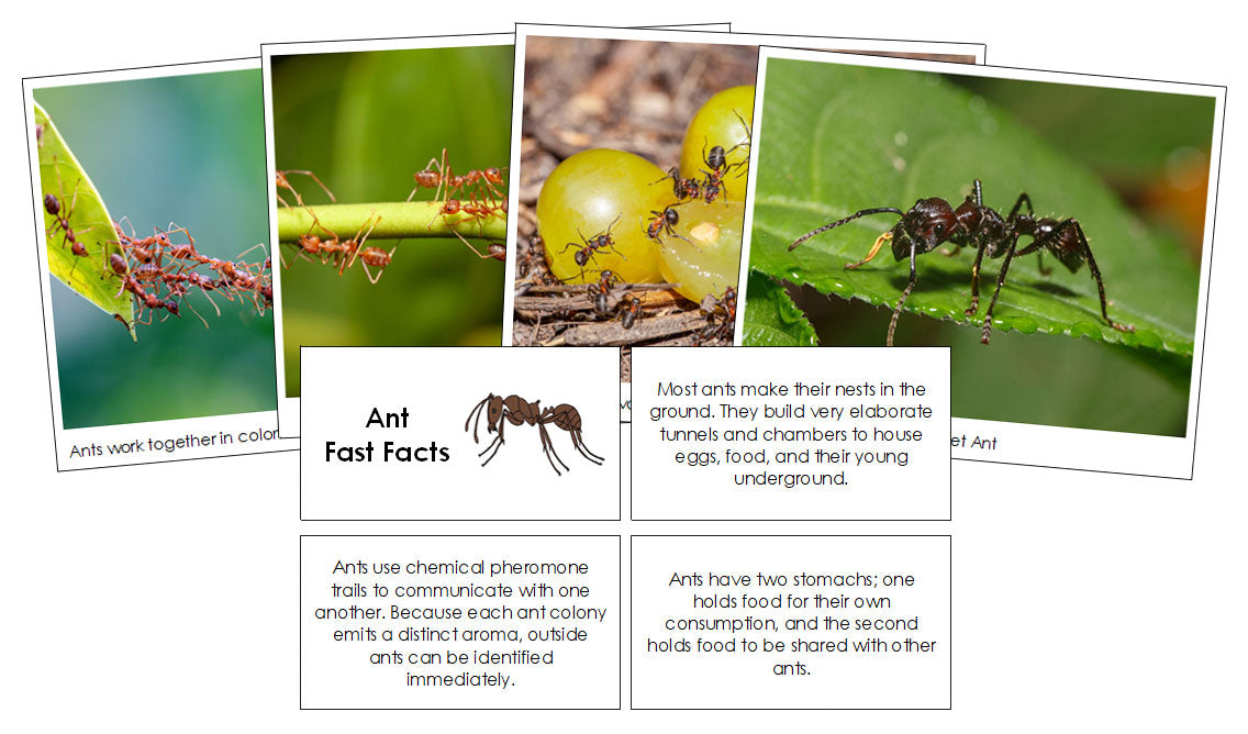 Ant Fast Facts & Pictures - Montessori Print Shop