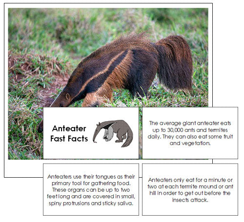 Anteater Fast Facts & Pictures - Montessori Print Shop