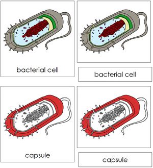 Bacterial Cell Nomenclature 3-Part Cards (red) - Montessori Print Shop