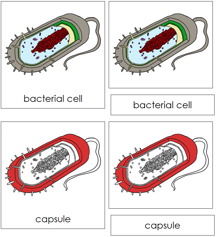 Bacterial Cell Nomenclature Cards (red) - Montessori Print Shop