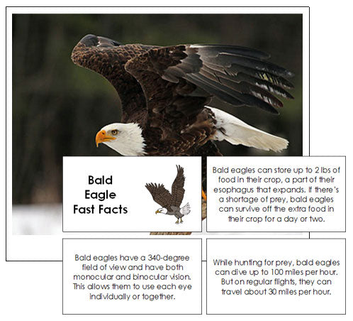 Bald Eagle Fast Facts & Pictures - Montessori Print Shop