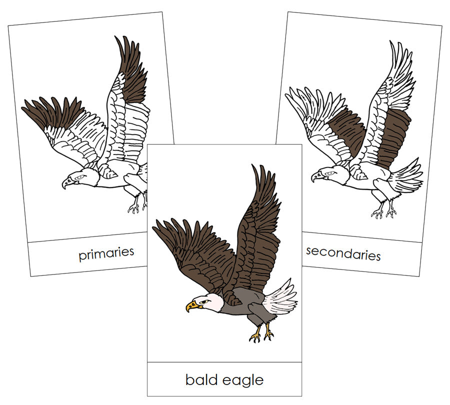 Bald Eagle Nomenclature Cards - Montessori Print Shop