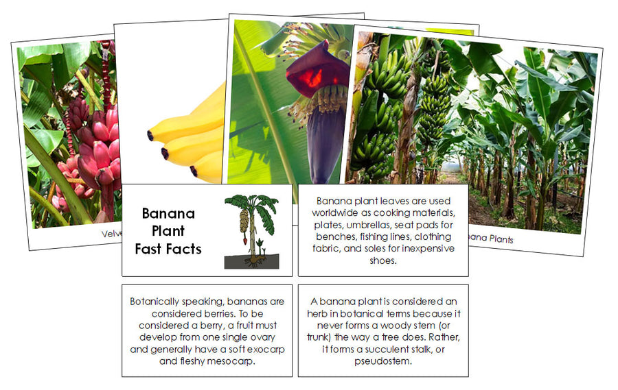 Banana Plant Fast Facts & Pictures - Montessori Print Shop