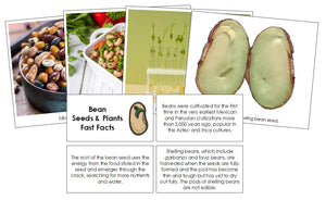 Bean Seed Fast Facts & Pictures - Montessori Print Shop