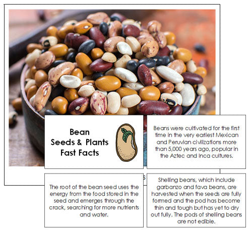 Bean Seed Fast Facts & Pictures - Montessori Print Shop