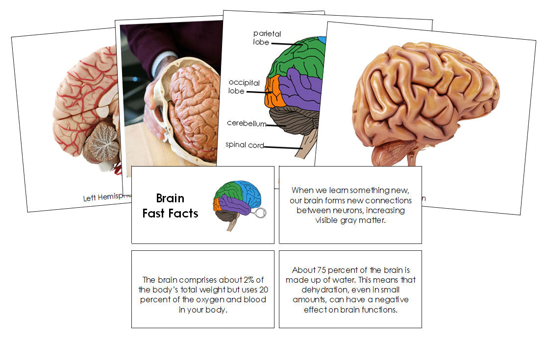 Brain Fast Facts & Pictures - Montessori Print Shop