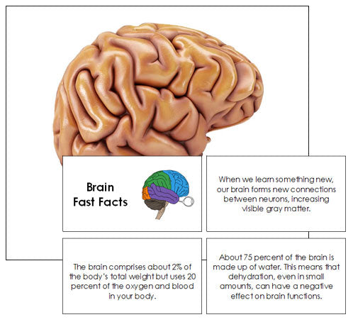 Brain Fast Facts & Pictures - Montessori Print Shop