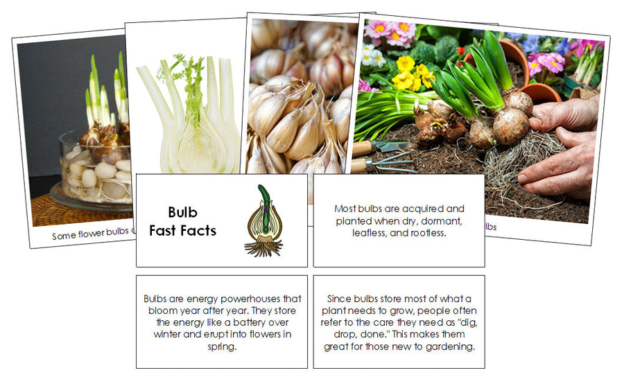 Bulb Fast Facts & Pictures - Montessori Print Shop