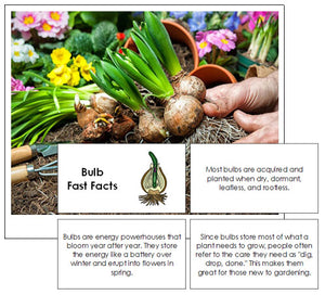 Bulb Fast Facts & Pictures - Montessori Print Shop
