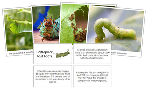 Caterpillar Fast Facts & Pictures - Montessori Print Shop