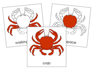 Parts of the Crab Nomenclature 3-Part Cards by Montessori Print Shop