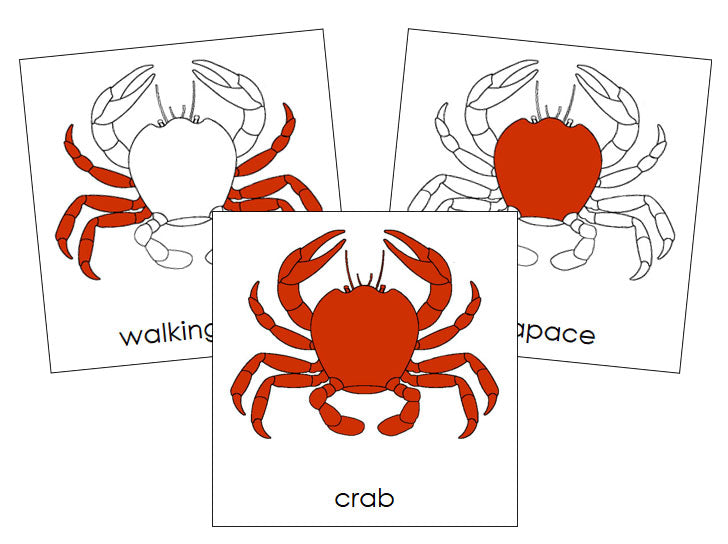 Parts of the Crab Nomenclature 3-Part Cards by Montessori Print Shop