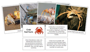 Crab Fast Facts & Pictures by Montessori Print Shop