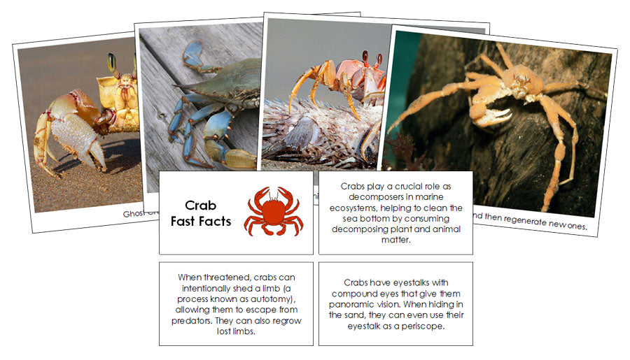 Crab Fast Facts & Pictures by Montessori Print Shop