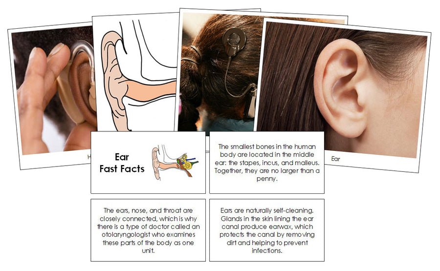 Ear Fast Facts & Pictures by Montessori Print Shop