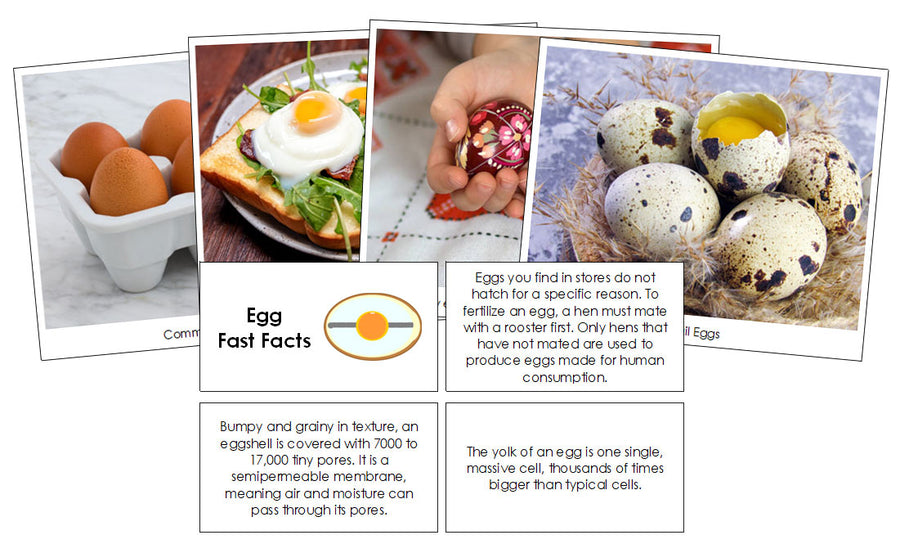 Egg Fast Facts & Pictures - Montessori Print Shop