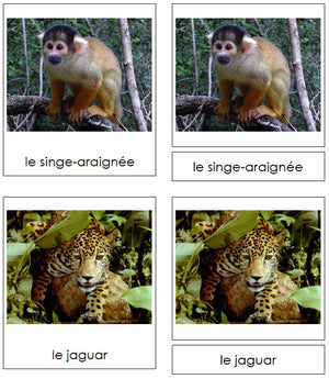 French - Amazon Rainforest Animals - Les animaux de la forêt amazonienne by Montessori Print Shop