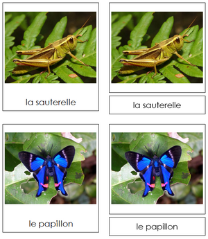 French - Insects - Les cartes insectes - Montessori Print Shop