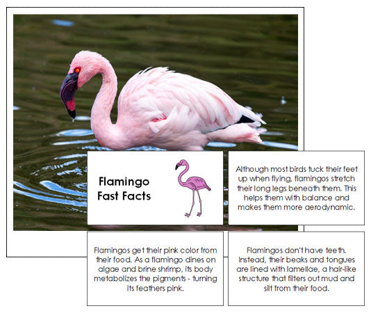 Flamingos Fast Facts & Pictures - Montessori Print Shop