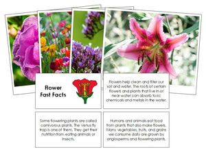 Flower Fast Facts & Pictures - Montessori Print Shop