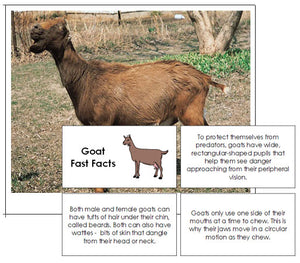 Goat Fast Facts & Pictures - Montessori Print Shop