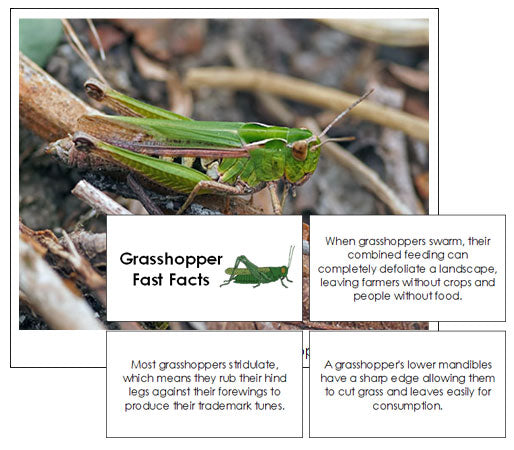 Grasshopper Fast Facts & Pictures - Montessori Print Shop