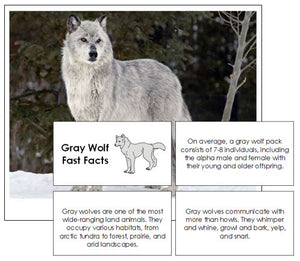 Gray Wolf Fast Facts & Pictures - Montessori Print Shop