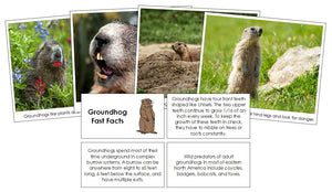 Groundhog Fast Facts & Pictures - Montessori Print Shop