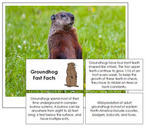 Groundhog Fast Facts & Pictures - Montessori Print Shop