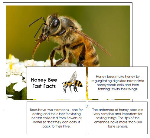 Honey Bee Fast Facts