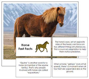 Horse Fast Facts & Pictures - Montessori Print Shop