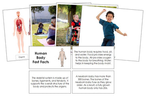 Human Body Fast Facts & Pictures - Montessori Print Shop