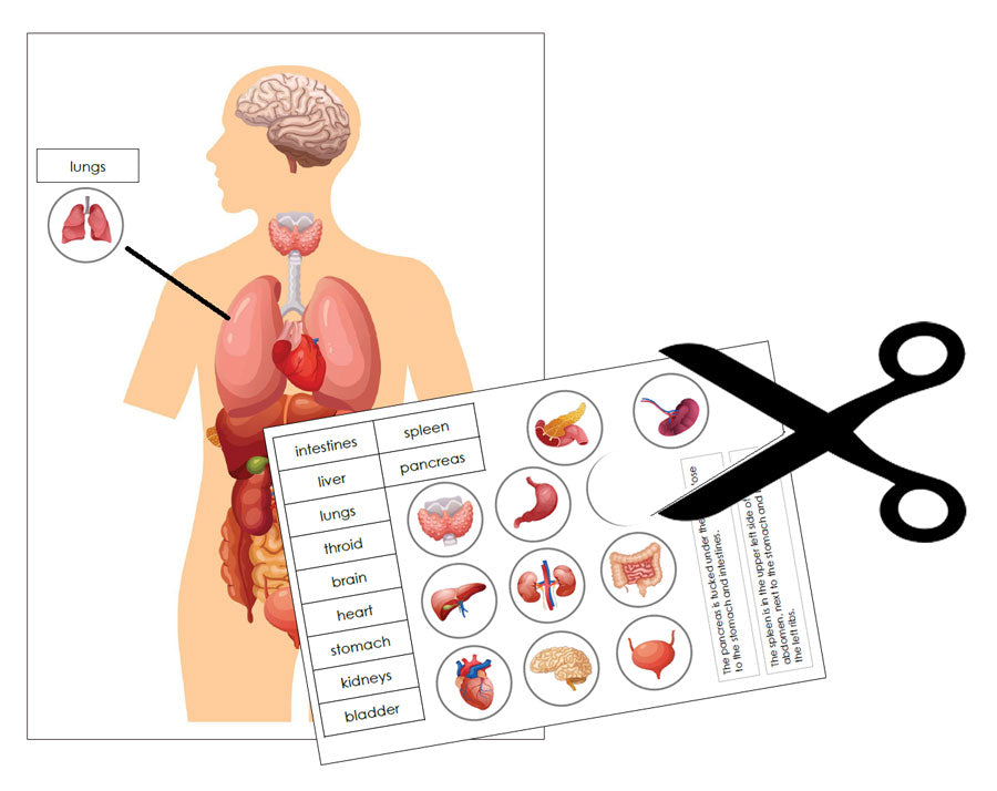 Human Organs Charts & 3-Part Cards - Montessori Print Shop