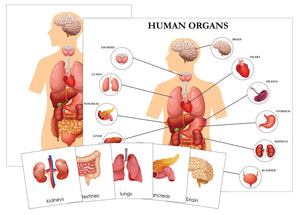 Human Organs 3-Part Cards - Nomenclature - Science - Printable Montessori Materials - Digital Download by Montessori Print Shop