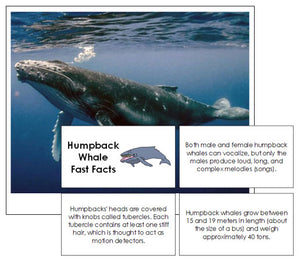 Humpback Whale Fast Facts & Pictures - Montessori Print Shop