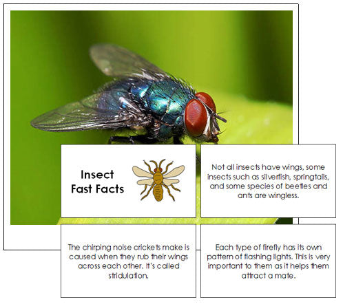 Insect Fast Facts & Pictures - Montessori Print Shop