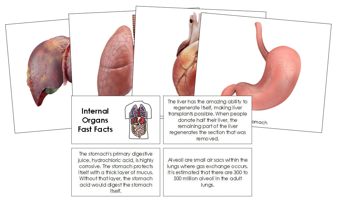 Human Internal Organs Fast Facts & Pictures - Montessori Print Shop