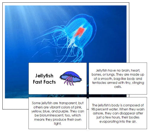Jellyfish Fast Facts - Montessori Print Shop